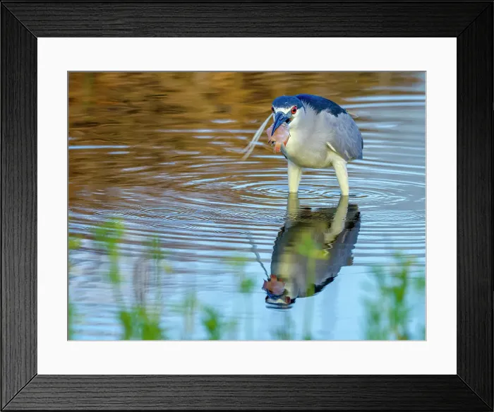 Framed Print : Black-Crowned Night Heron on Maui Hawaii