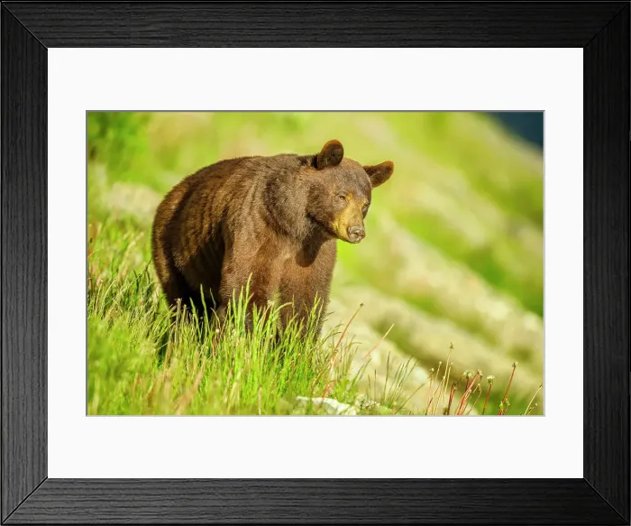 Framed Print : Black Bear in Jasper National Park, Canada Framed Print : Black Bear in Jasper National Park, Canada