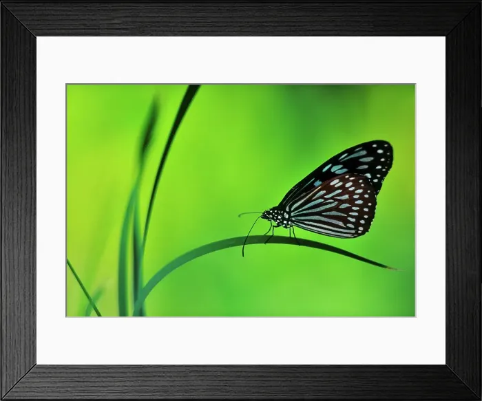 Framed Print : Canada, British Columbia, Vancouver Island Framed Print : Canada, British Columbia, Vancouver Island