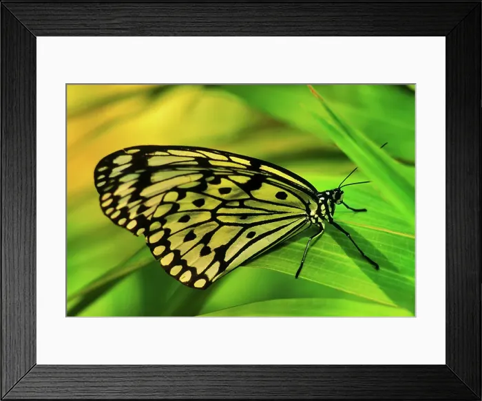 Framed Print : Canada, British Columbia, Vancouver Island Framed Print : Canada, British Columbia, Vancouver Island