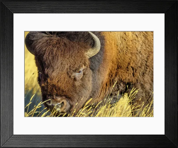Framed Print : Bull Bison in Waterton National Park