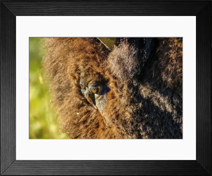 Framed Print : Bull Bison in Waterton National Park