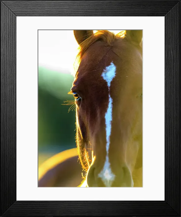 Framed Print : Hourse ranch in Alberta foothills country, Canada Framed Print : Hourse ranch in Alberta foothills country, Canada