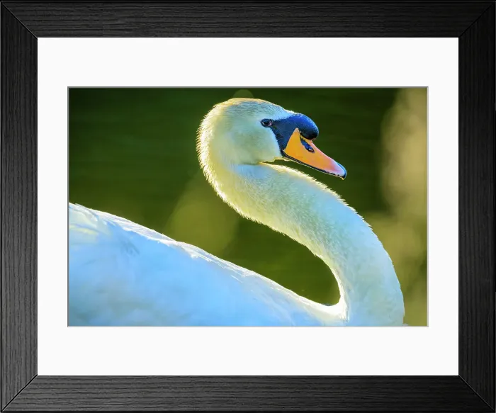 Framed Print : Mute Swan, British Columbia
