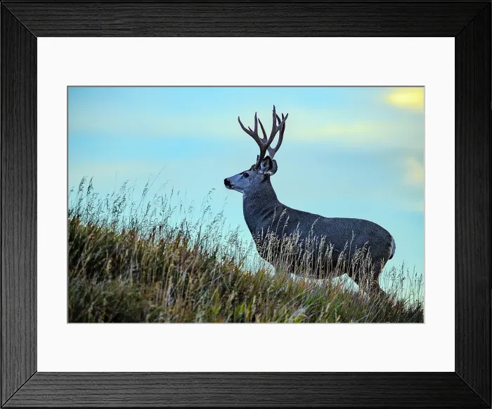 Framed Print : Black Tail Deer buck, Alberta Canada Framed Print : Black Tail Deer buck, Alberta Canada