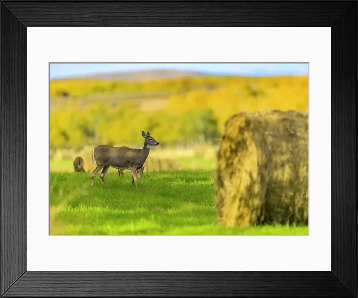 Framed Print : Black tailed Deer Doe in Alberta, Canada Framed Print : Black tailed Deer Doe in Alberta, Canada