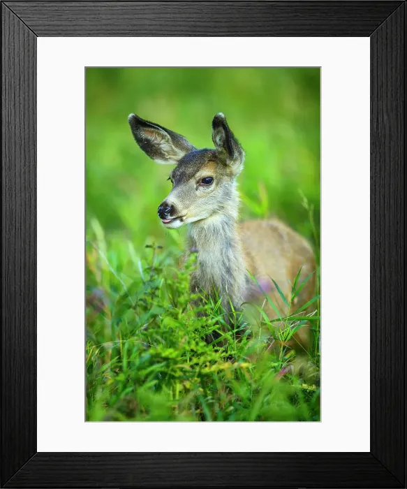 Framed Print : Fawn in Waterton National Park, Canada Framed Print : Fawn in Waterton National Park, Canada