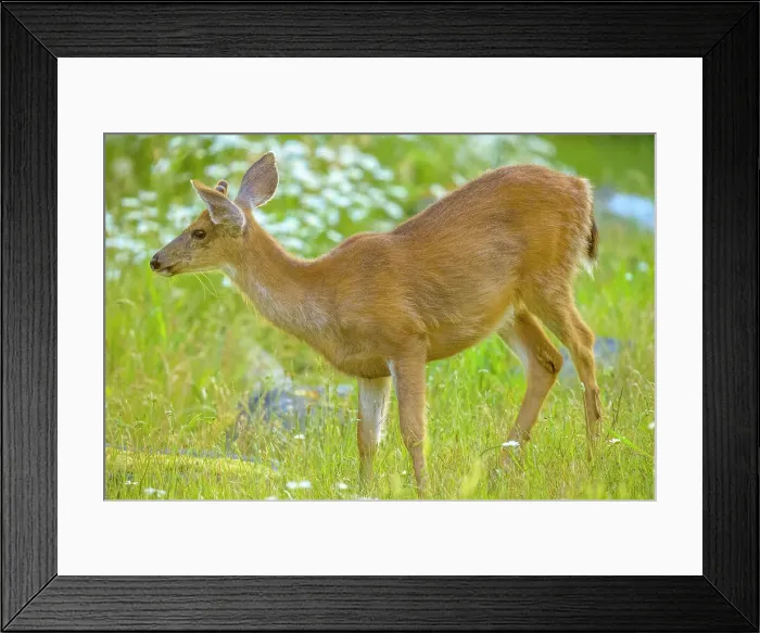 Framed Print : Black tailed deer on Vancouver Island
