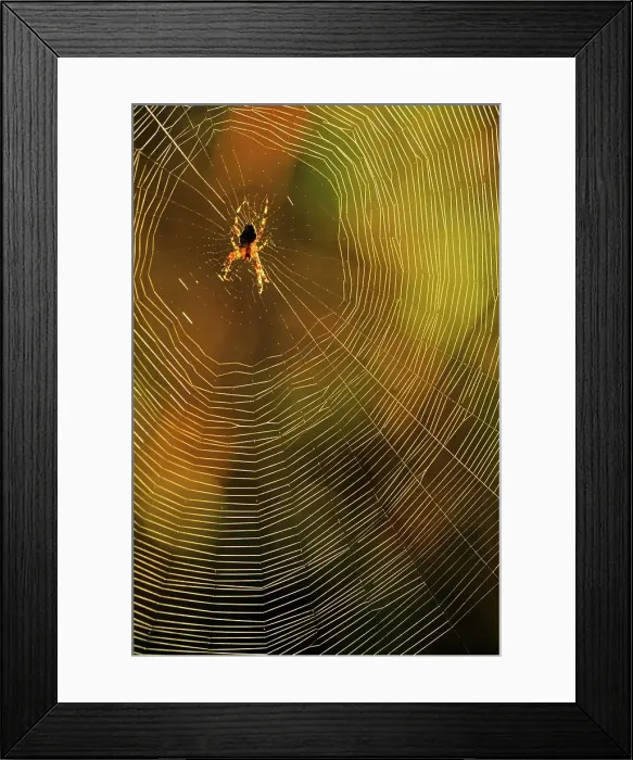 Framed Print : Canada, British Columbia, Vancouver Island