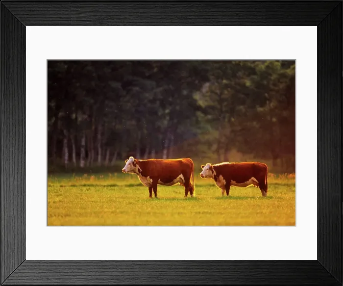 Framed Print : Canada, British Columbia, Vancouver Island Framed Print : Canada, British Columbia, Vancouver Island