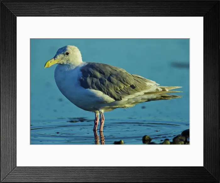 Framed Print : Canada, British Columbia, Vancouver Island Framed Print : Canada, British Columbia, Vancouver Island
