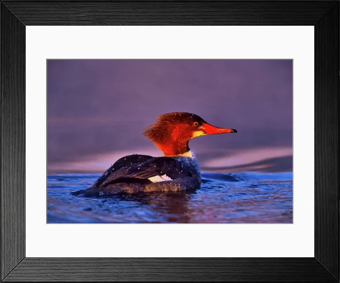 Framed Print : Canada, British Columbia, Vancouver Island Framed Print : Canada, British Columbia, Vancouver Island