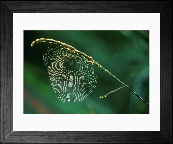 Framed Print : Canada, British Columbia, Vancouver Island Framed Print : Canada, British Columbia, Vancouver Island