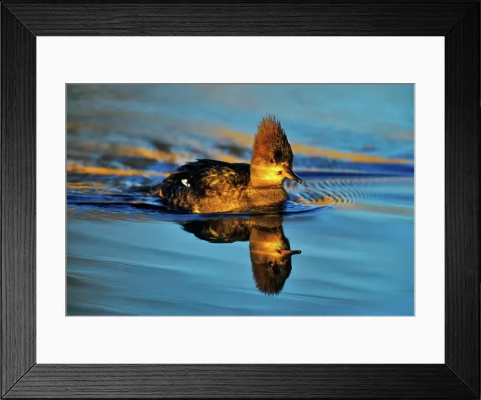 Framed Print : Canada, British Columbia, Vancouver Island Framed Print : Canada, British Columbia, Vancouver Island