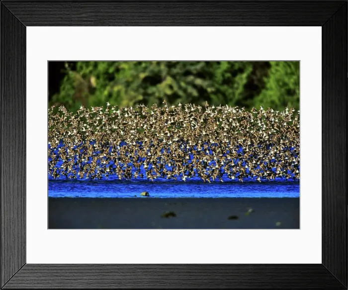 Framed Print : Canada, British Columbia, Vancouver Island Framed Print : Canada, British Columbia, Vancouver Island