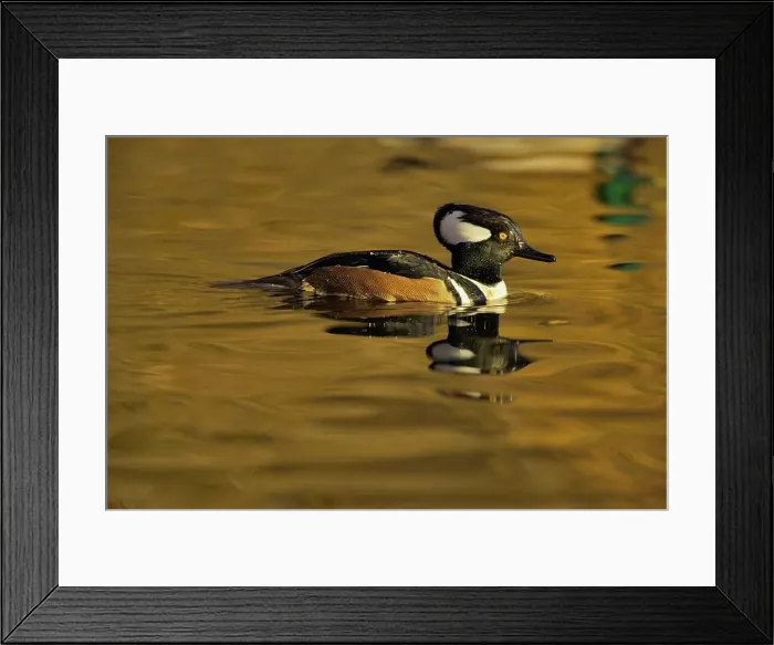 Framed Print : Canada, British Columbia, Vancouver Island Framed Print : Canada, British Columbia, Vancouver Island