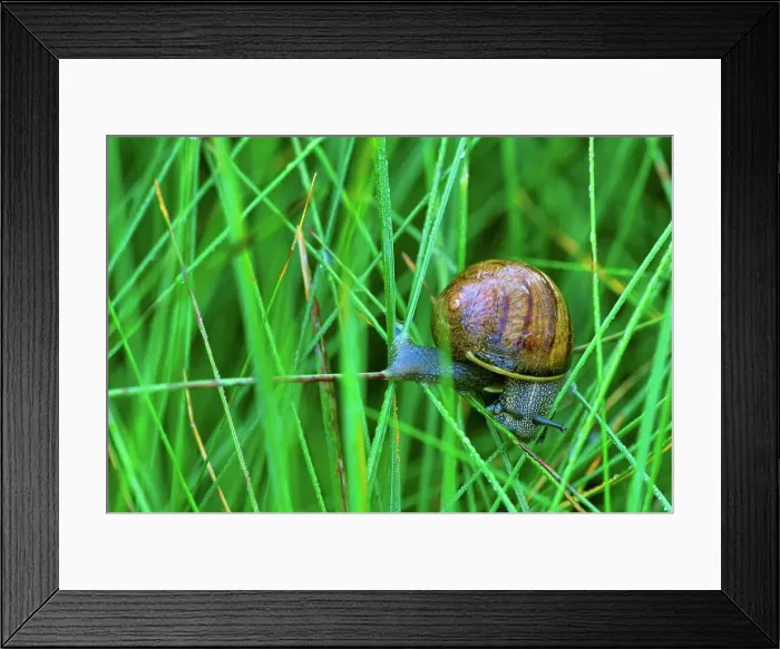 Framed Print : Canada, British Columbia, Vancouver Island