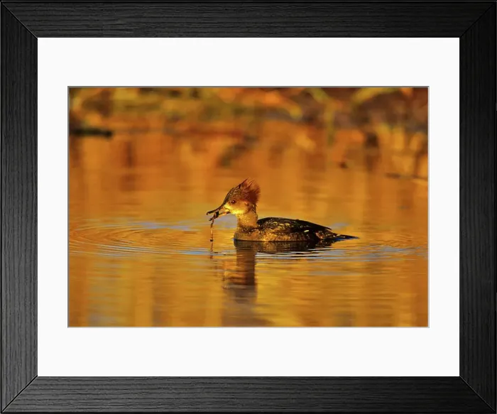Framed Print : Canada, British Columbia, Vancouver Island Framed Print : Canada, British Columbia, Vancouver Island