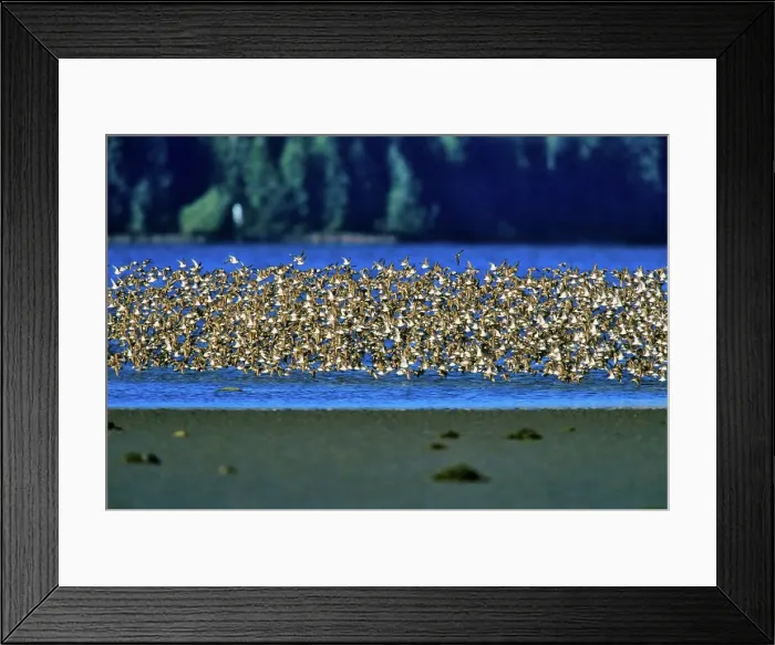 Framed Print : Canada, British Columbia, Vancouver Island Framed Print : Canada, British Columbia, Vancouver Island