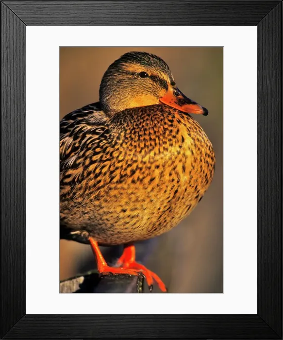 Framed Print : Canada, British Columbia, Vancouver Island Framed Print : Canada, British Columbia, Vancouver Island