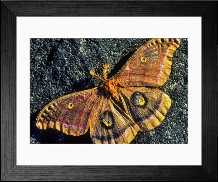 Framed Print : Canada, British Columbia, Vancouver Island Framed Print : Canada, British Columbia, Vancouver Island