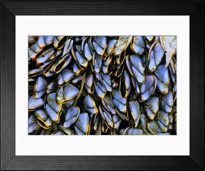 Framed Print : Canada, British Columbia, Pacific Rim National Park Framed Print : Canada, British Columbia, Pacific Rim National Park