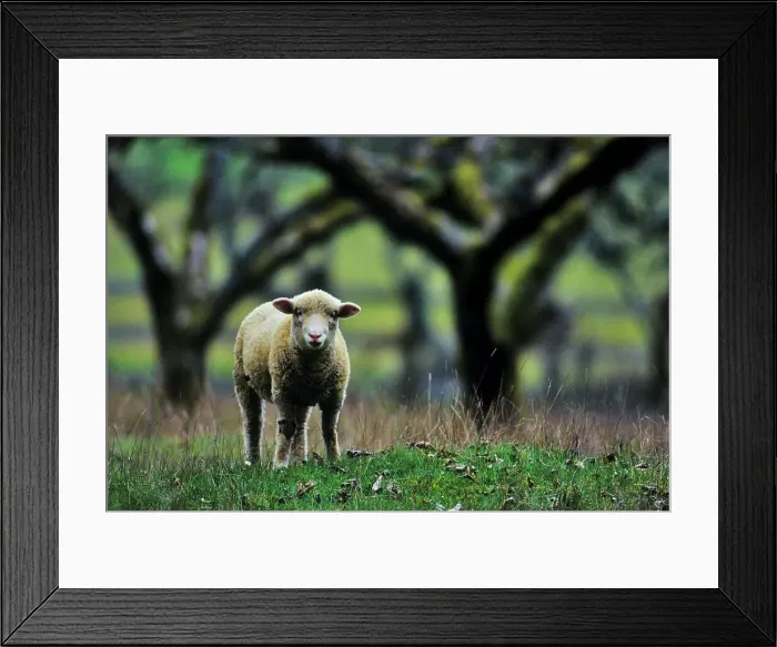Framed Print : Canada, British Columbia, Vancouver Island Framed Print : Canada, British Columbia, Vancouver Island
