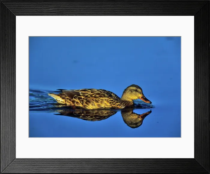Framed Print : Canada, British Columbia, Vancouver Island Framed Print : Canada, British Columbia, Vancouver Island