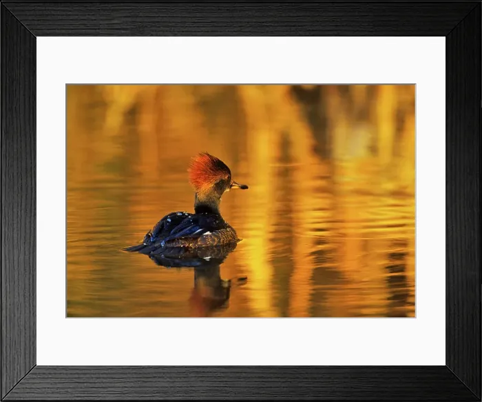 Framed Print : Canada, British Columbia, Vancouver Island Framed Print : Canada, British Columbia, Vancouver Island