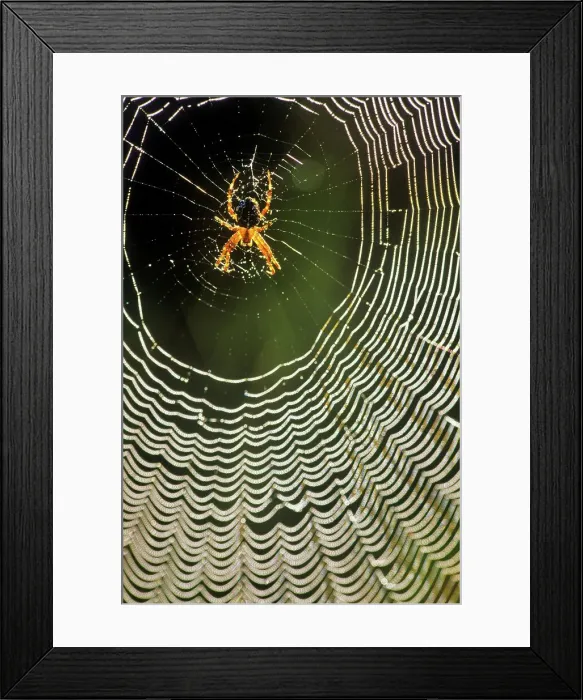 Framed Print : Canada, British Columbia, Vancouver Island Framed Print : Canada, British Columbia, Vancouver Island