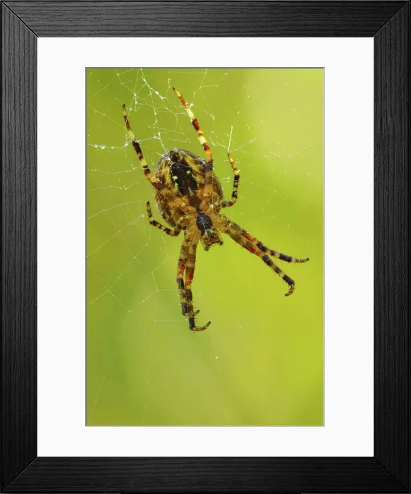 Framed Print : Canada, British Columbia, Vancouver Island Framed Print : Canada, British Columbia, Vancouver Island