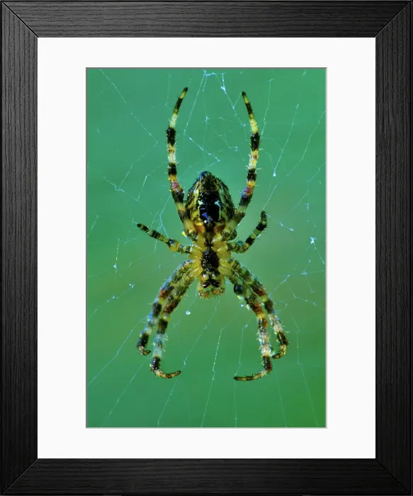 Framed Print : Canada, British Columbia, Vancouver Island Framed Print : Canada, British Columbia, Vancouver Island