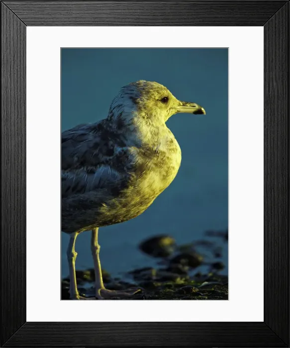 Framed Print : Canada, British Columbia, Vancouver Island
