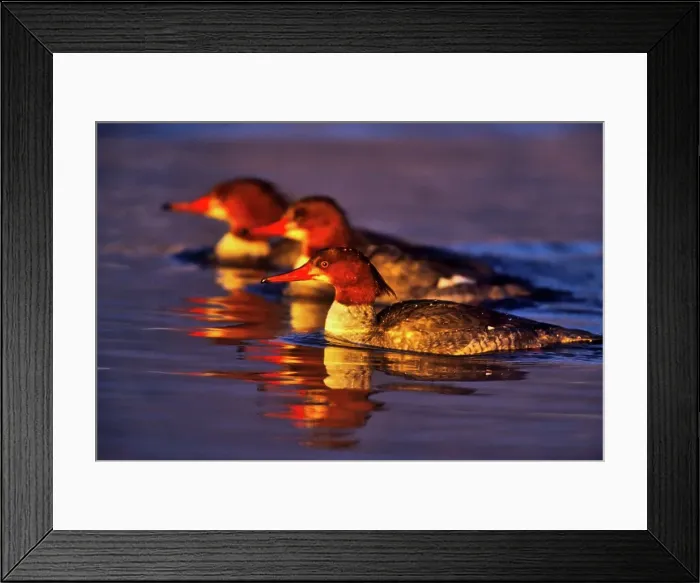 Framed Print : Canada, British Columbia, Vancouver Island Framed Print : Canada, British Columbia, Vancouver Island