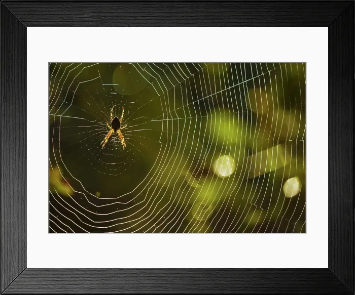 Framed Print : Canada, British Columbia, Vancouver Island Framed Print : Canada, British Columbia, Vancouver Island