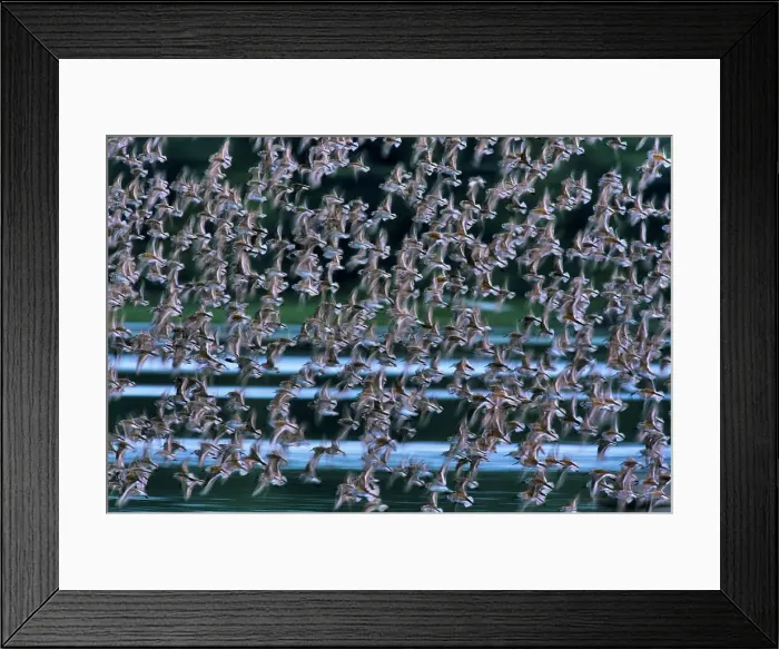 Framed Print : Canada, British Columbia, Vancouver Island Framed Print : Canada, British Columbia, Vancouver Island