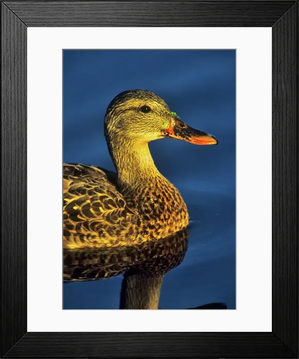 Framed Print : Canada, British Columbia, Vancouver Island Framed Print : Canada, British Columbia, Vancouver Island