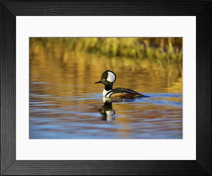 Framed Print : Canada, British Columbia, Vancouver Island Framed Print : Canada, British Columbia, Vancouver Island