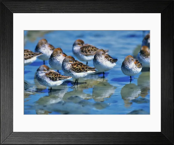 Framed Print : Canada, British Columbia, Vancouver Island