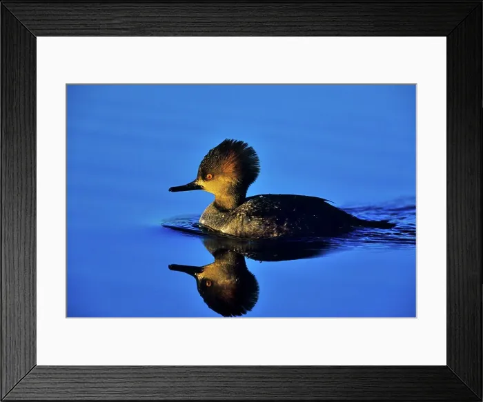 Framed Print : Canada, British Columbia, Vancouver Island