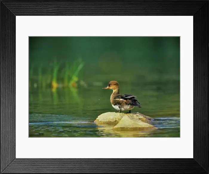 Framed Print : Canada, British Columbia, Vancouver Island