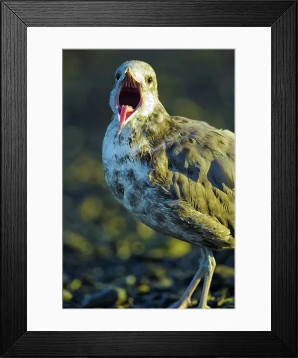 Framed Print : Canada, British Columbia, Vancouver Island Framed Print : Canada, British Columbia, Vancouver Island