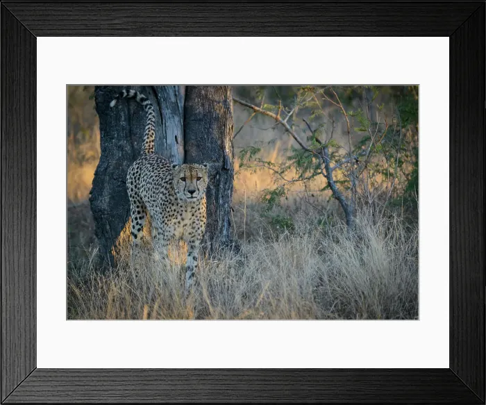 Framed Print : Cheetah (Acinonyx jubatus) spray marking its territory