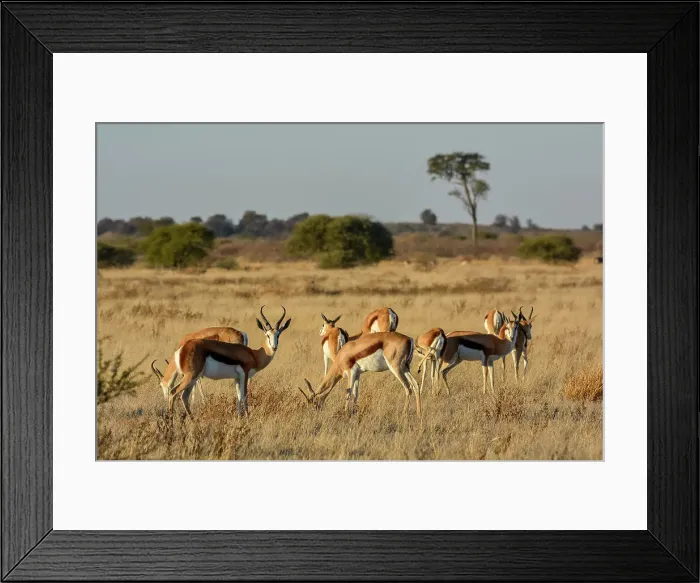 Framed Print : Springbok (Antidorcas marsupialis)