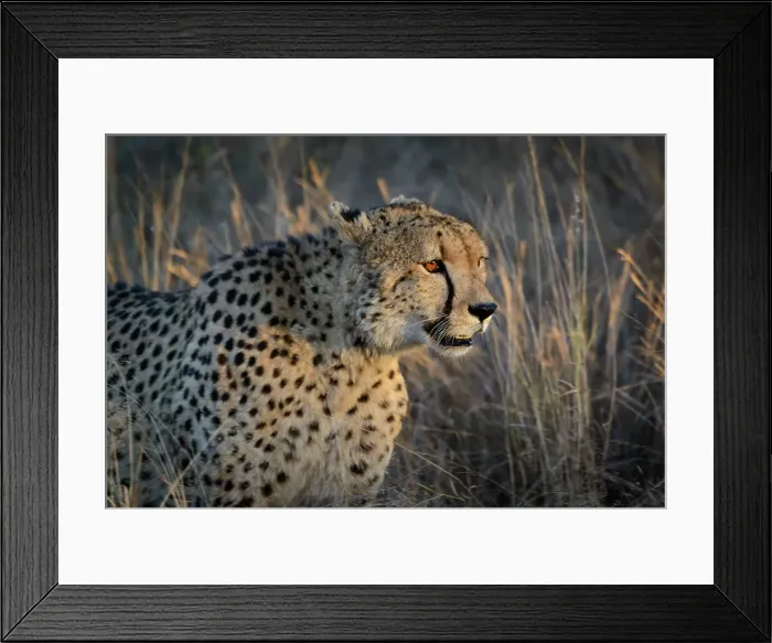 Framed Print : Cheetah (Acinonyx jubatus). Kruger National Park Framed Print : Cheetah (Acinonyx jubatus). Kruger National Park