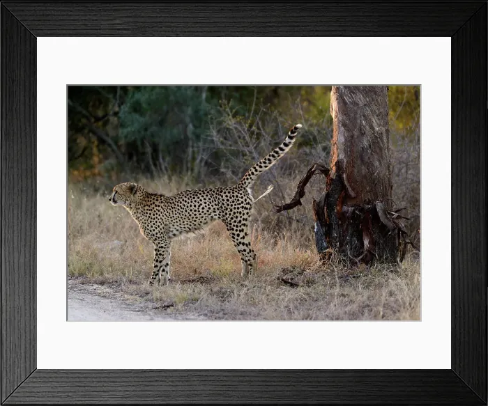Framed Print : Cheetah (Acinonyx jubatus) spray marking its territory Framed Print : Cheetah (Acinonyx jubatus) spray marking its territory