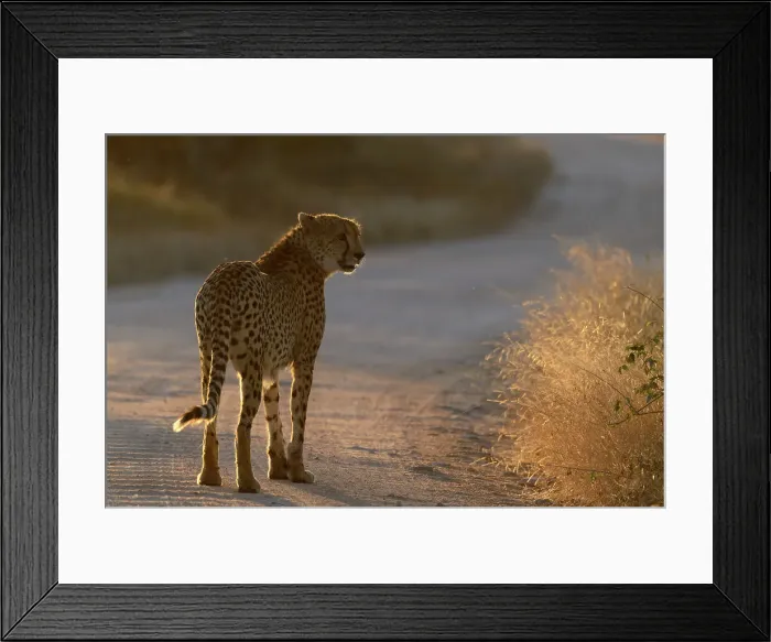 Framed Print : Cheetah (Acinonyx jubatus). Kruger National Park Framed Print : Cheetah (Acinonyx jubatus). Kruger National Park