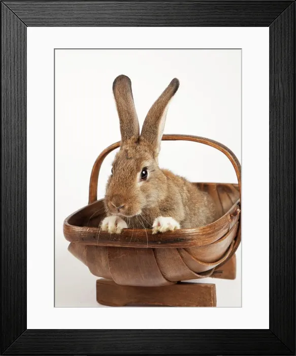 Framed Print : European Rabbit (Oryctolagus cuniculus) in bucket Framed Print : European Rabbit (Oryctolagus cuniculus) in bucket