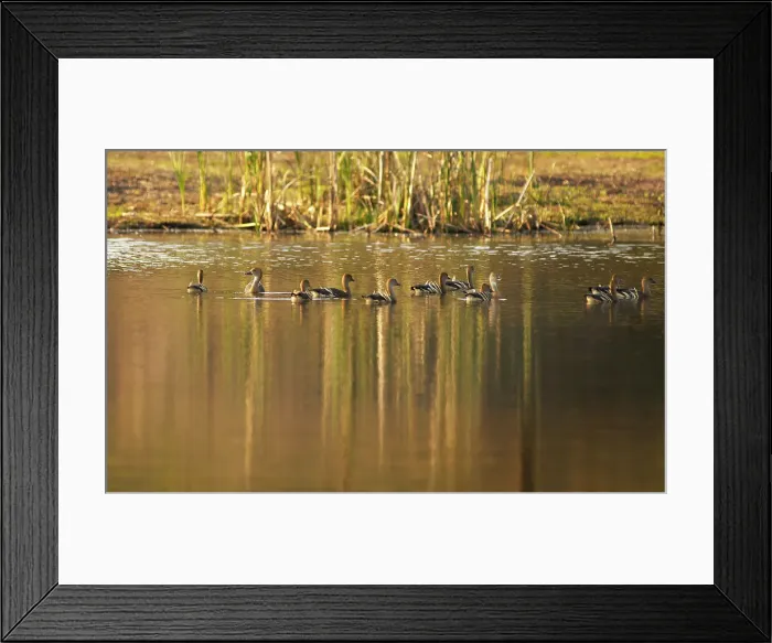 Framed Print : Plumed Whistleing Ducks