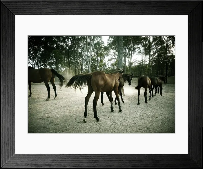Framed Print : Horses amongst gumtrees Framed Print : Horses amongst gumtrees
